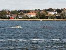 Aalborg_Regatta_2006_006.jpg