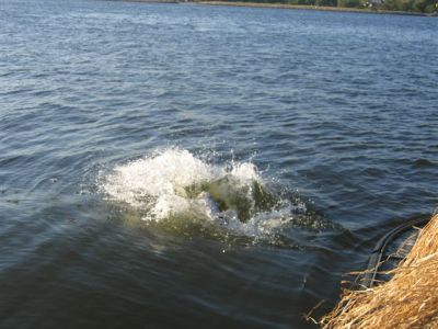 Kanind_b_2006_046.jpg