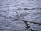 IMGP3446_1.JPG